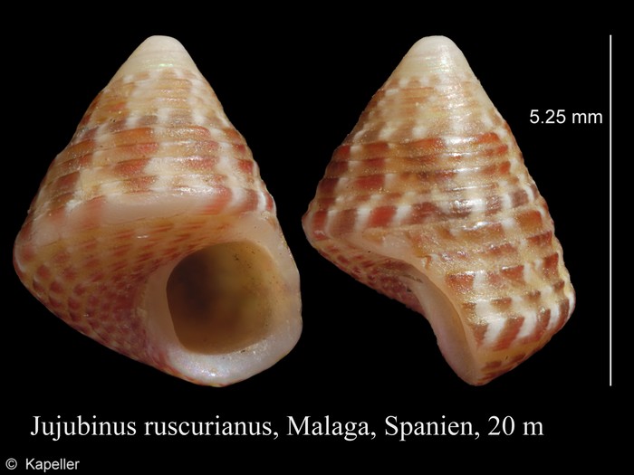 Jujubinus ruscurianus