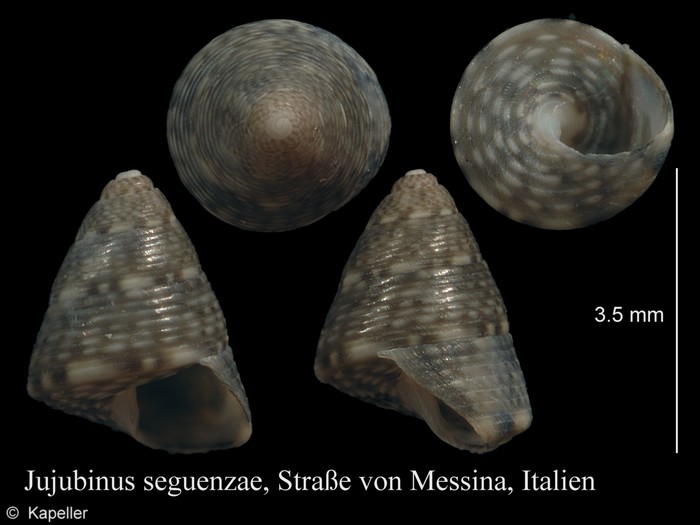 Jujubinus seguenzae Jujubinus seguenzae