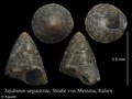 Mollusca (molluscs)