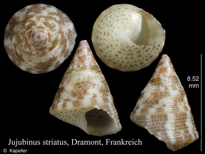 Jujubinus striatus Jujubinus striatus
