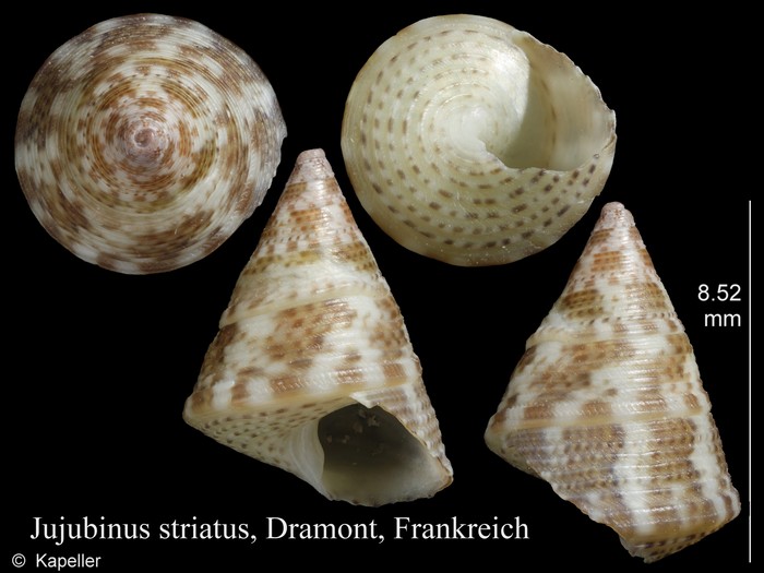 Jujubinus striatus