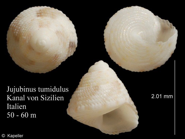 Jujubinus tumidulus