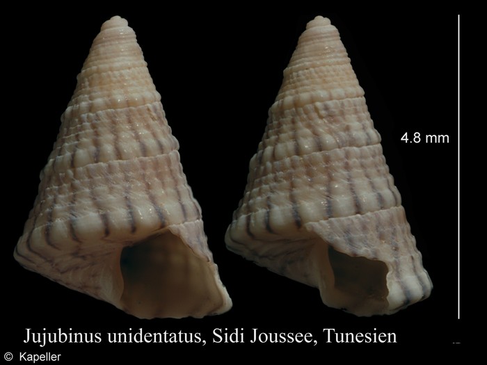 Jujubinus unidentatus