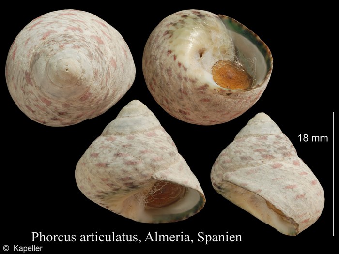 Phorcus articulatus Phorcus articulatus