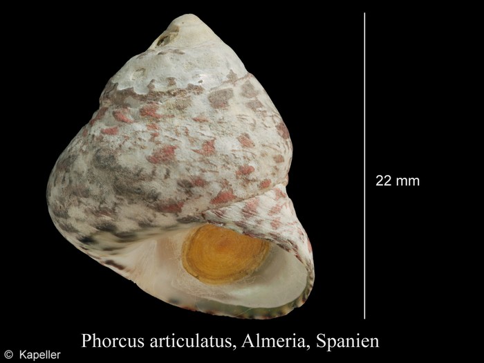 Phorcus articulatus Phorcus articulatus