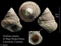 Mollusca (molluscs)