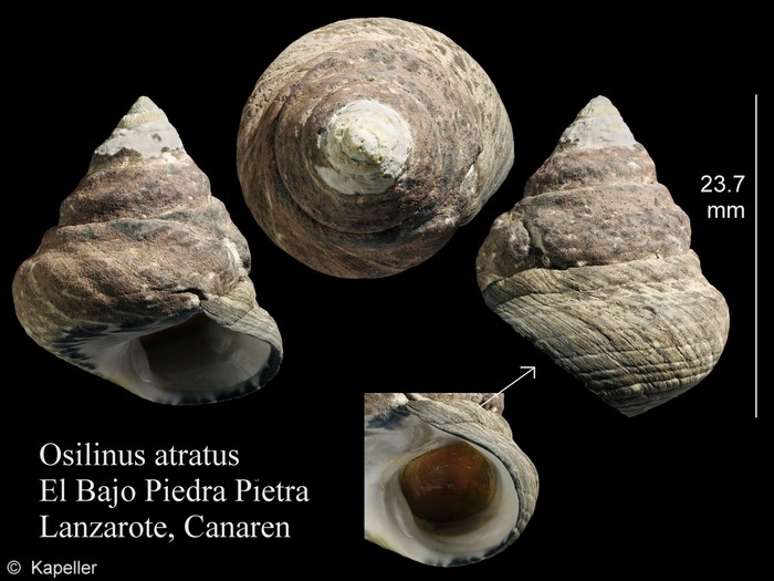 Phorcus atratus Phorcus atratus