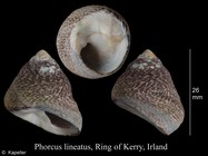 Phorcus lineatus