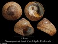 Mollusca (molluscs)