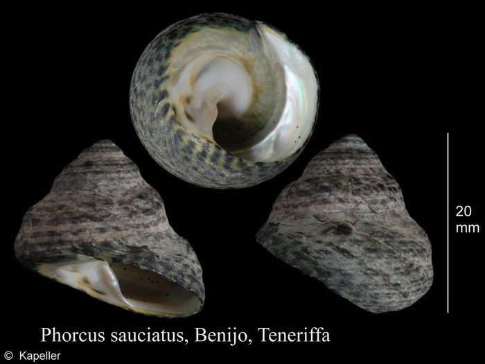 Phorcus sauciatus Phorcus sauciatus