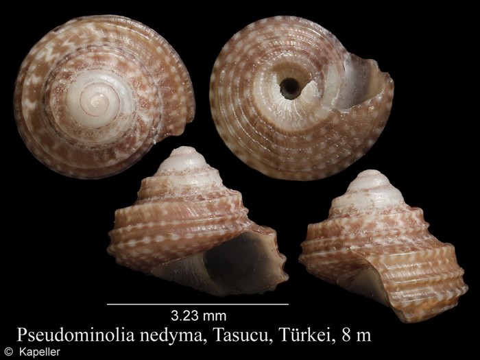 Pseudominolia nedyma