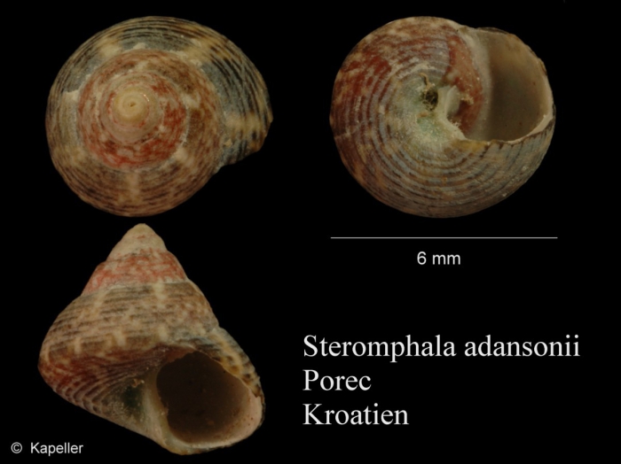 Steromphala adansonii