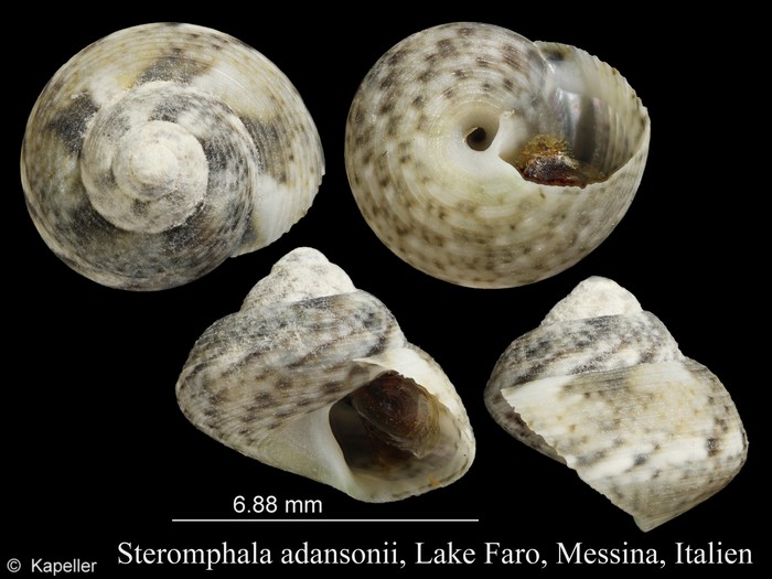 Steromphala adansonii