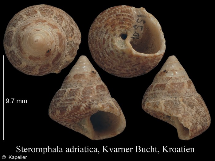 Steromphala adriatica