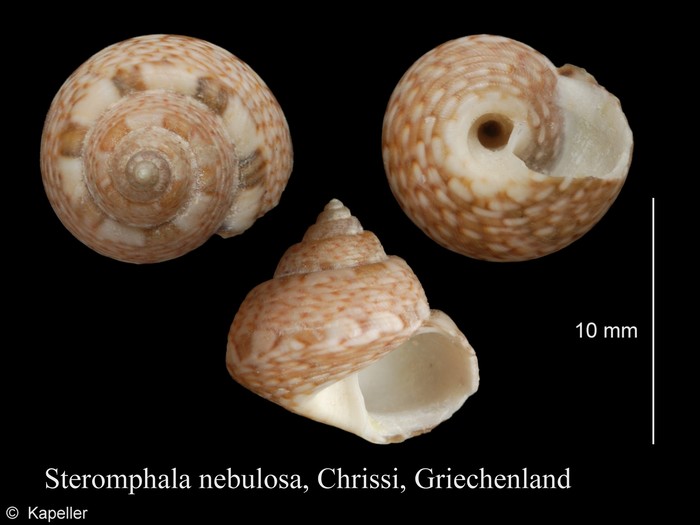 Steromphala nebulosa Steromphala nebulosa
