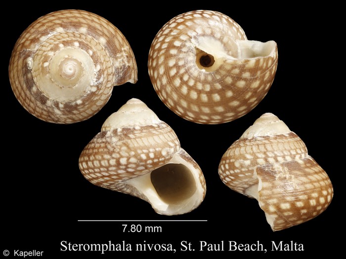 Steromphala nivosa Steromphala nivosa