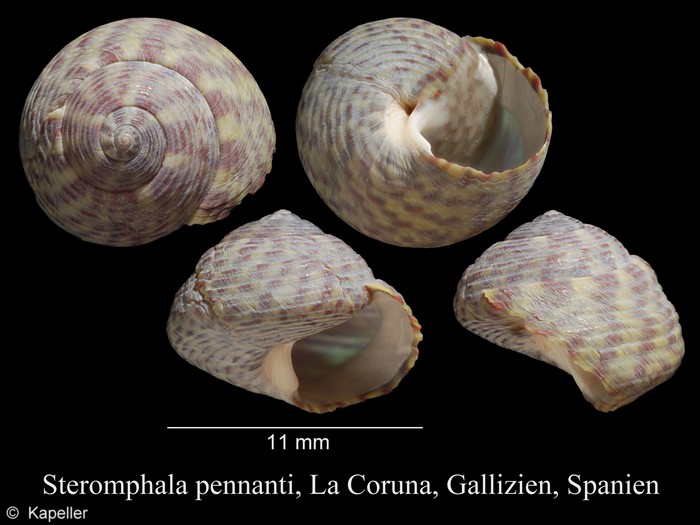 Steromphala pennanti