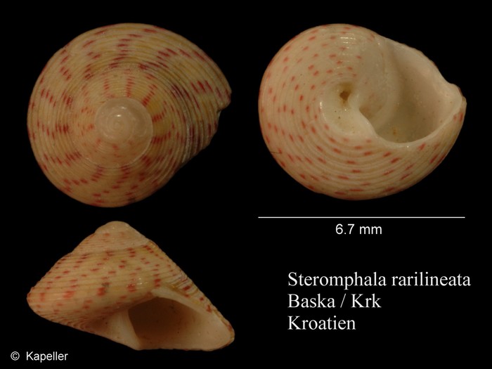 Steromphala rarilineata