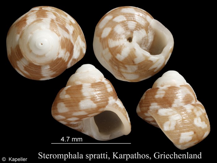 Steromphala spratti