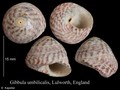 Mollusca (molluscs)