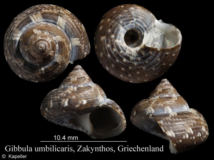 Steromphala umbilicaris Steromphala umbilicaris