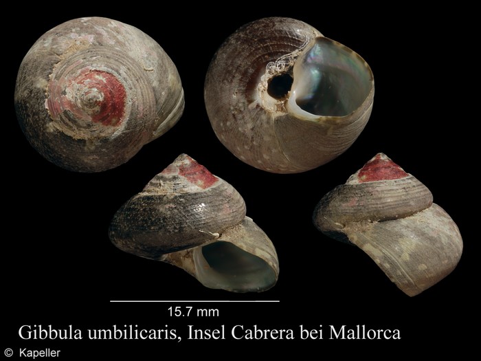 Steromphala umbilicaris Steromphala umbilicaris