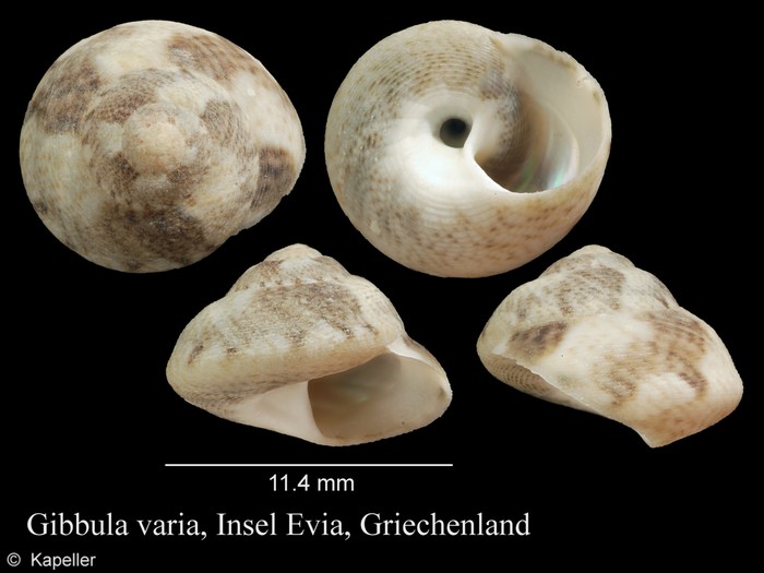 Steromphala varia