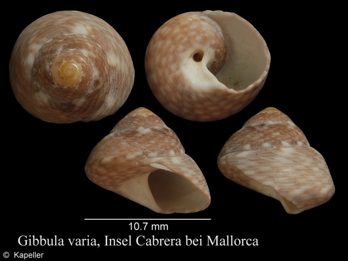 Steromphala varia