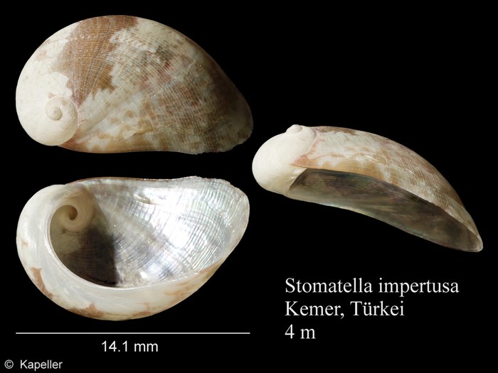 Stomatella impertusa