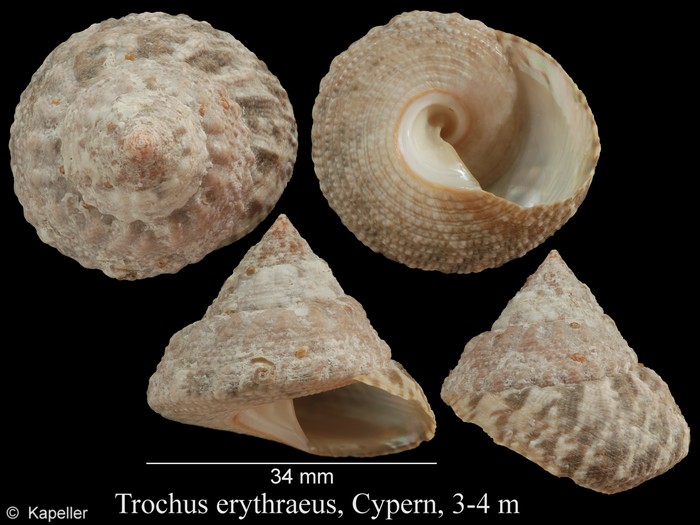 Trochus erithreus