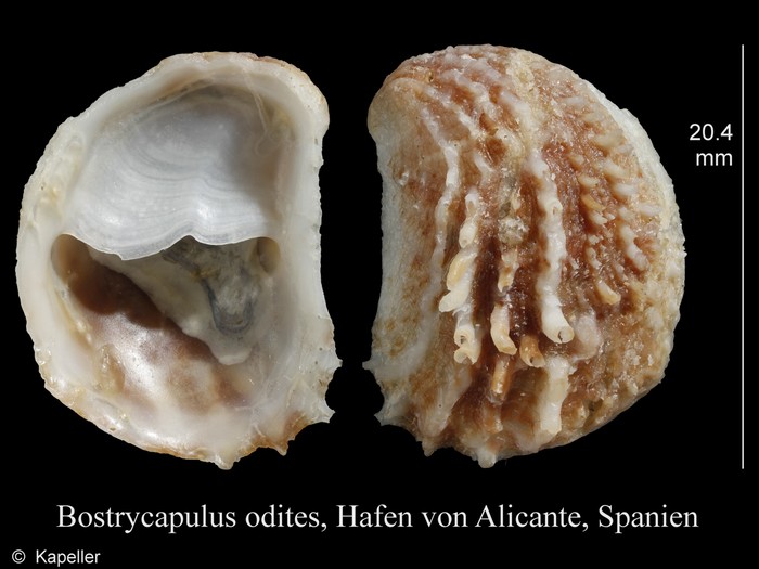 Bostrycapulus odites Bostrycapulus odites