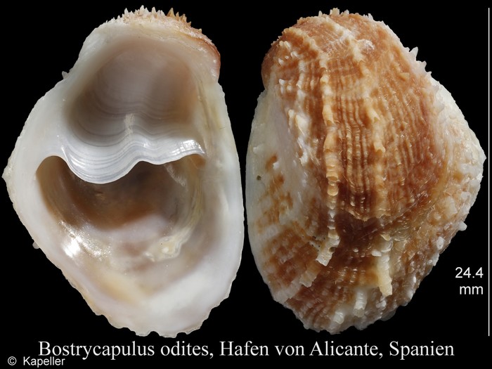 Bostrycapulus odites Bostrycapulus odites