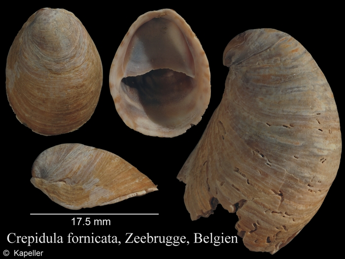 Crepidula fornicata