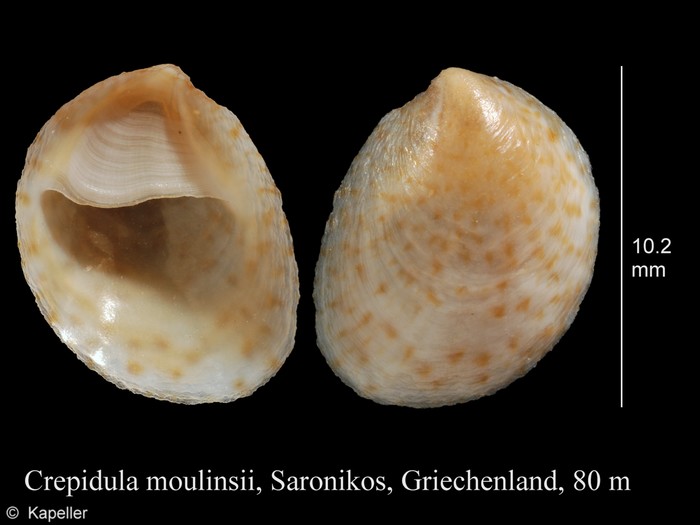 Crepidula moulinsii