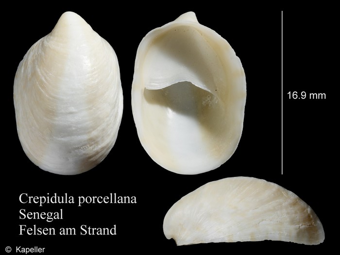 Crepidula porcellana Crepidula porcellana
