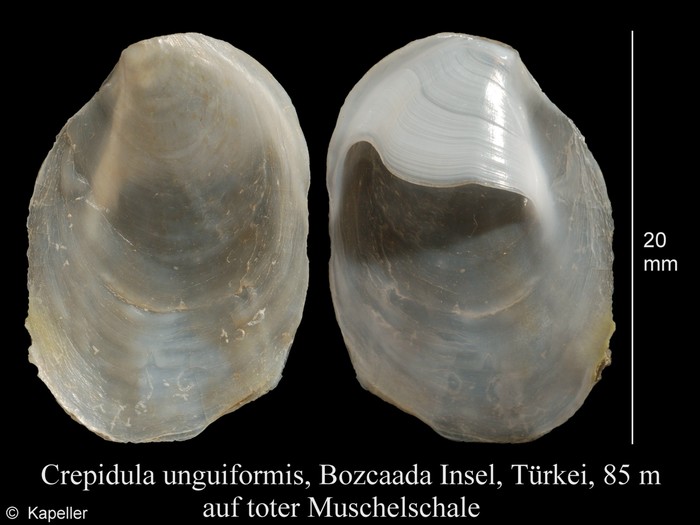 Crepidula unguiformis