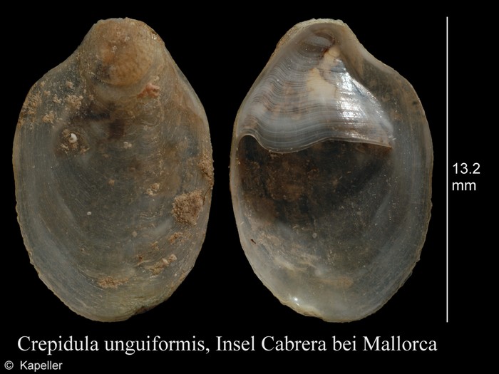 Crepidula unguiformis