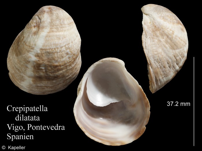 Crepipatella dilatata