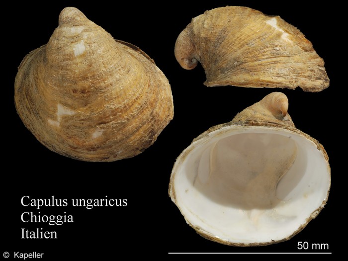 Capulus ungaricus