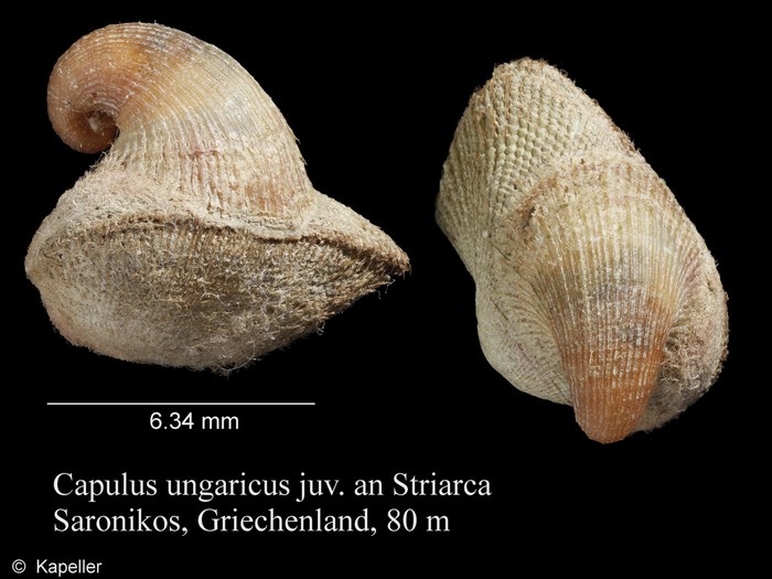 Capulus ungaricus