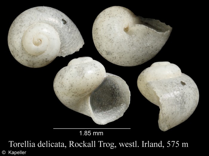 Torellia delicata