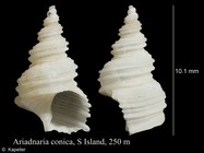 Ariadnaria conica