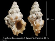 Alanbeuella corrugata