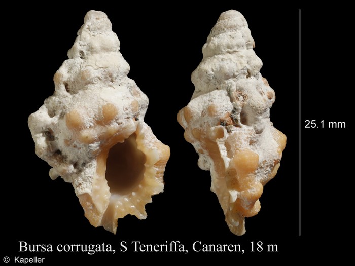 Bursa corrugata