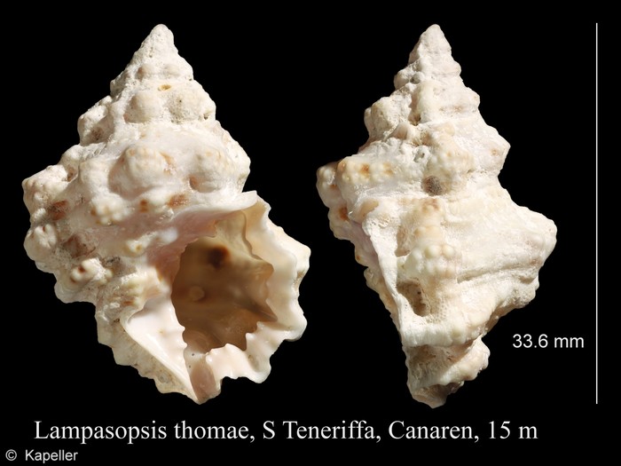 Lampasopsis thomae Lampasopsis thomae