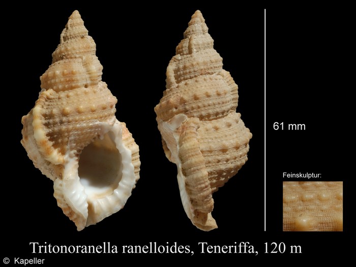 Tritonoranella ranelloides