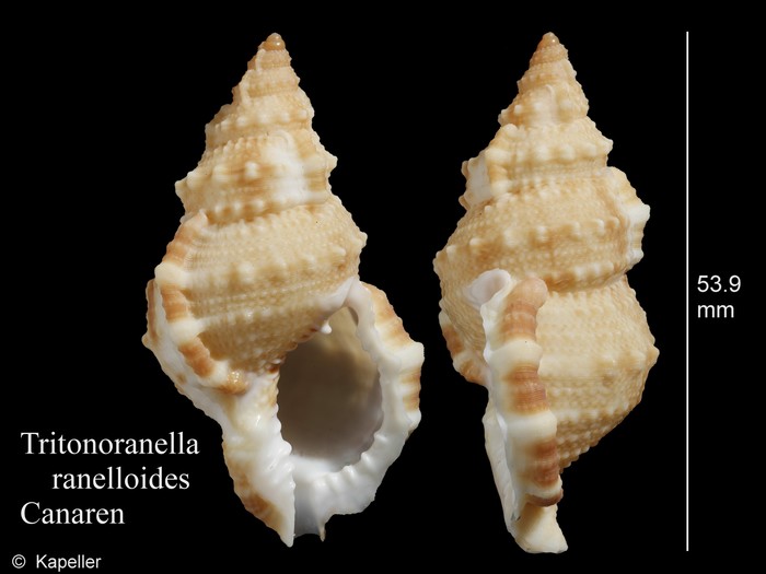 Tritonoranella ranelloides