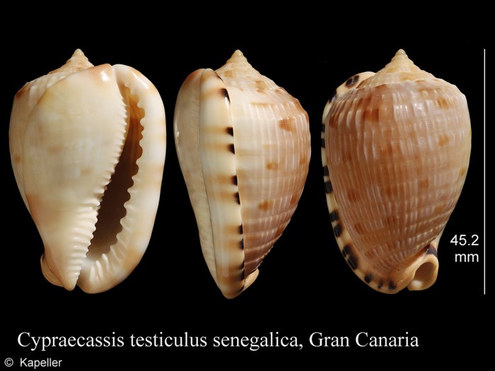 Cypraecassis testiculus