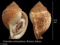 Mollusca (molluscs)