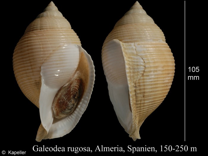 Galeodea rugosa